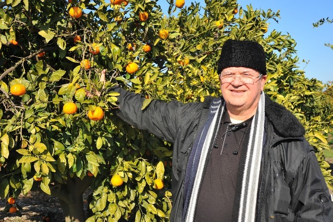 zmir Seferihisar Ekonomi_Haberleri - Dalnda kalan tonlarca mandalina rd, retici perian
