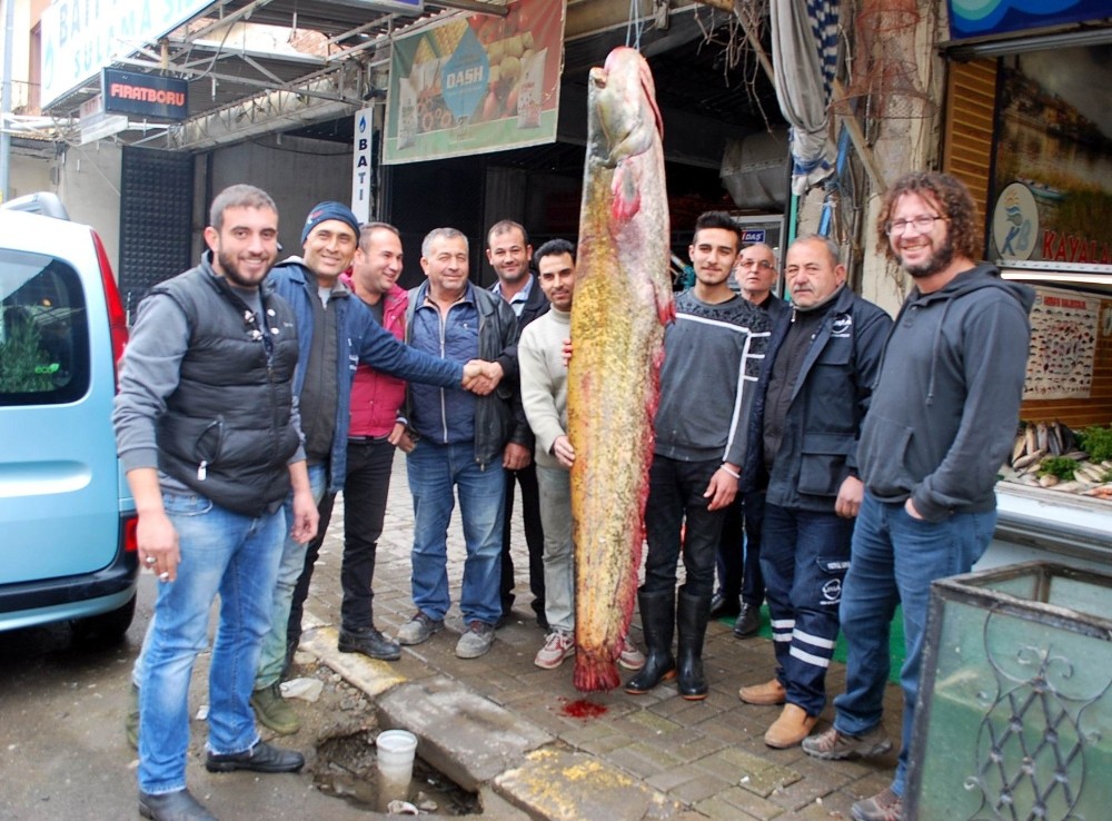   Cevre_Haberleri - Manisa’da 80 kiloluk dev yayın balığı yakalandı

